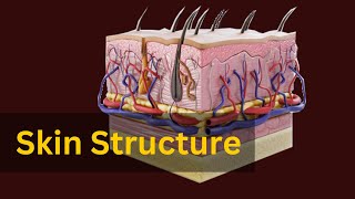 quotSkin Anatomy and Physiology Explained The Science Behind Your Skinquot [upl. by Leid414]