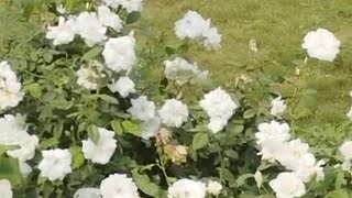 How to grow a rose plant from stemsRose plant cutting methodGrow roses from cuttingytvideos [upl. by Lucilia150]