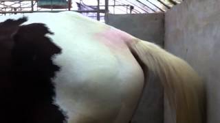 Equine motor neuron disease [upl. by Raddatz]