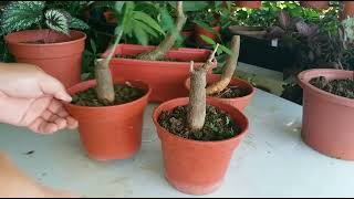 How To Grow Big Trunk Money Tree Bongsai Pachira Aquatica 粗壮发财树 [upl. by Anwahsal]