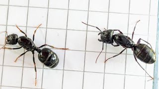 Camponotus pennsylvanicus USA vs Messor capitatus Italy 06102024 [upl. by Annoerb]