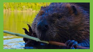 Watch ChewBarka Chew Bark … Beaver Close Up Video [upl. by Brecher]