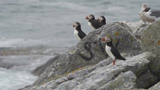 Puffin Watch Summer island season is all but over but not before a visitor [upl. by Aihcsrop854]