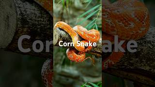 Pet Snake for Beginners Corn Snake shorts snake nature [upl. by Collen501]