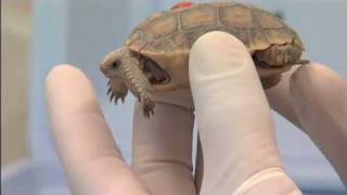 The Heat is On Desert Tortoises amp Survival Part 2 of 4 [upl. by Leryt708]