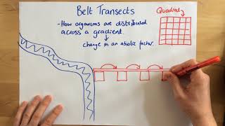 Belt Transects  p68 [upl. by Lundquist94]