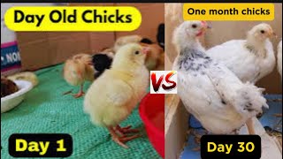 Buying Day Old chicks VS Buying one month Old Chicks  Which one is the best option poultry viral [upl. by Anej794]