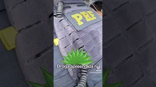 1531 kg de maconha apreendida PRF hj tráficodedrogas  PRF Brasil [upl. by Hadias]