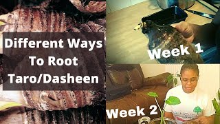 Different Ways To Root Taro  Dasheen [upl. by Sivel]