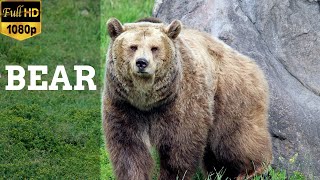 Unedited footage of a Bear Stock Footage  Free HD Video  no copyright [upl. by Odelet33]