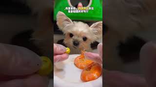 Little cute Chinese dog dog cute [upl. by Andromada]