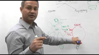 T cell functions Immunology lecture 10 part 4 [upl. by Ynoble679]