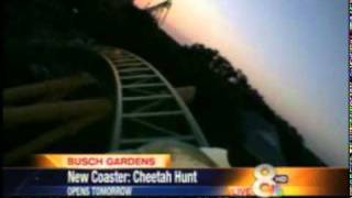 Cheetah Hunt at Busch Gardens [upl. by Det907]