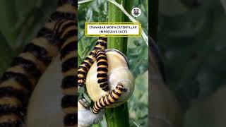 Cinnabar Moth Caterpillar Impressive Facts shorts funny pets [upl. by Davida]