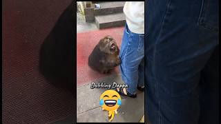 Funny Monkey Mind Voice monkey funny comedy shorts shortsfeed dubbing funnyanimals [upl. by Nairdna858]