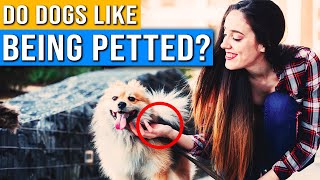 Do Dogs Like Being Petted  Dog Behaviors And Meanings  Rules For Touching Your Dog [upl. by Elsy]