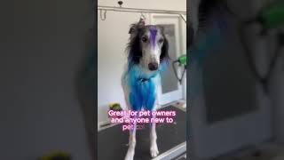 Easy Pet Makeovers with OPAWZ SemiPermanent Pet Hair Dye opawz creativegrooming [upl. by Gninnahc404]