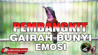 TERAPI KONIN  PEMBANGKIT EMOSI GAIRAH BUNYI SEMUA JENIS BURUNG KOLIBRI NINJA [upl. by Cerellia]