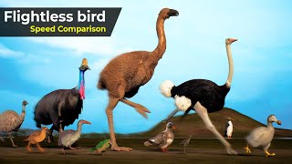 Flightless Birds Speed Comparison  Speed Comparison Birds  extinct Birds  Prehistorical birds [upl. by Drofdeb939]