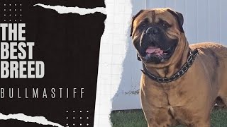 Bullmastiff  The Best [upl. by Clemmie992]