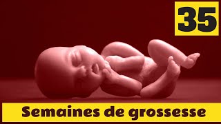 35 semaines de grossesse  Que fait votre bébé cette semaine  Découvrez sa taille et son poids [upl. by Enirehtakyram]