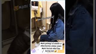 Mbul Marah😂shorts viralvideo cat [upl. by Otrevogir]