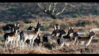 Fallow Deer Cull Stalking with CervusUK [upl. by Annawoj]