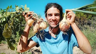 Bases del cultivo de huerto de secano Huerto sin regar Huerta de secano [upl. by Eberhard]