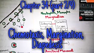 Chemotaxis margination diapedesis chapter 34 part 2 Guyton and Hall text book of physiology [upl. by Enrobyalc897]