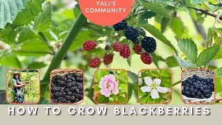 How to Grow Blackberry Navaho Thornless Erect Blackberry [upl. by Ahsiekit]