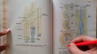 Part1 fastest Revision Chapter3Nerve fibers amp peripheral innervation neuroanatomy neurociencia [upl. by Ystap]