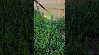 Ryobi 40V 12 in Cordless Battery String Trimmer  Tall Grass Test [upl. by Dnaleel]