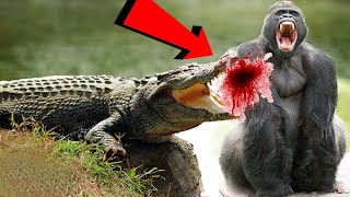 Gorillas vs Crocodiles Who Would Win [upl. by Koppel143]