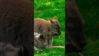 Mama Kangaroo cleaning baby and herself [upl. by Ydniahs]