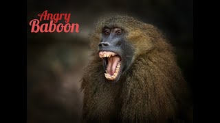 Angry Baboon ¦ Yorkshire Wildlife Park [upl. by Prunella]