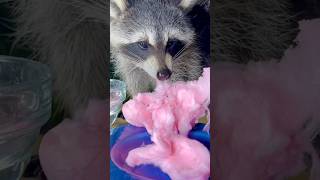 Raccoon Eats Cotton Candy short shorts raccoon [upl. by Joe382]