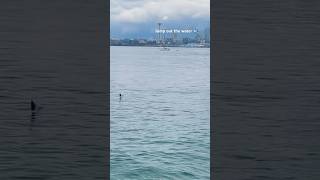 Fish 🐟 Jumping out of the water maybe they’re happy 😊 beach fishy travel komonews [upl. by Genia859]