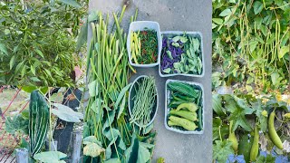 বাগান থেকে শেষ সবজি তোলা হয়েছে  Picking vegetables from my garden in October [upl. by Enreval]