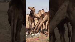 Camels The ultimate desert adaptation masters [upl. by Acila]