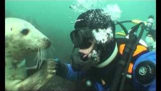 Farne Island seals 2nd Oct 2010 [upl. by Reseda]