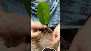 How to grow sapodilla tree from sapodilla leavesbeautiful natural potato short chiku tree [upl. by Autumn989]