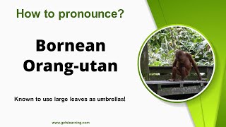 How to pronounce Bornean Orangutan Correctly in English [upl. by Odnala]