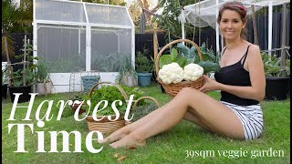 September Harvest from my Organic Veggie Garden  Sub Tropics Australia [upl. by Lita]