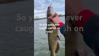 Catfish on lures sportfish bassfishing fishing catfishing bass sportfishing [upl. by Rugg813]