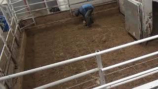 Gladstone Auction Mart Live Stream [upl. by Stephannie]