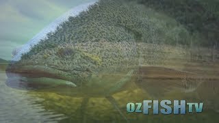 Oz Fish TV  Lake Eildon Cod and Trophy Trout [upl. by Iila]