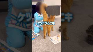 4歳娘がするケツドラムの虜になる超甘えん坊の猫【とらまる】 [upl. by Eehc303]