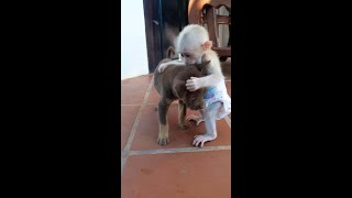 🔴 Icy Monkey When She Was 2 Months Old Memory Footage  Live Stream 013 [upl. by Aiket38]