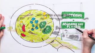 Como os inoculantes funcionam [upl. by Flavio]