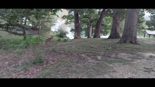 pie bald deer claytor lake state park dublin va [upl. by Libbna290]